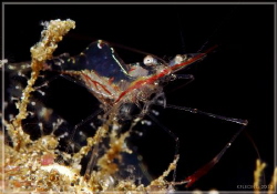Another lucky shot since the shrimp is quite small in siz... by Kf Leong 